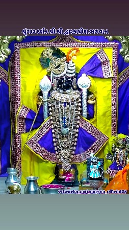 19 મહીના ની જરસી વાછડી વેશ વાની