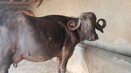 ભેંસ વેચવાની છે