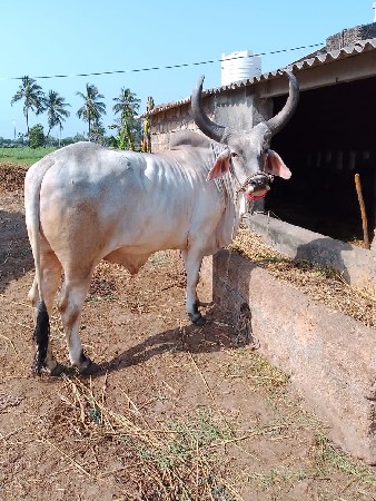 આ બળદ  વેચવાનો છે
