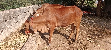 હોડકું આપવાનું શે