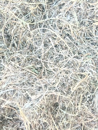 માંડવીયુ વેસવાનું છે.