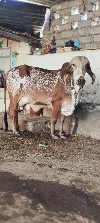 ગાય વેચવાની છે