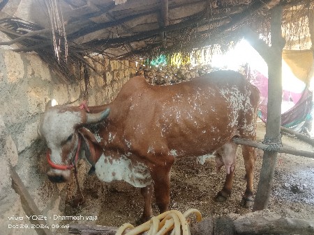 વેચવાની છે 9726911638