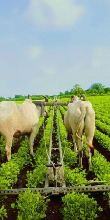 બળદ વેચવાના છે