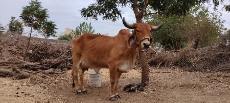 ગાય વેચવાની છે