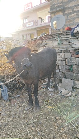 થંબનેલ 2