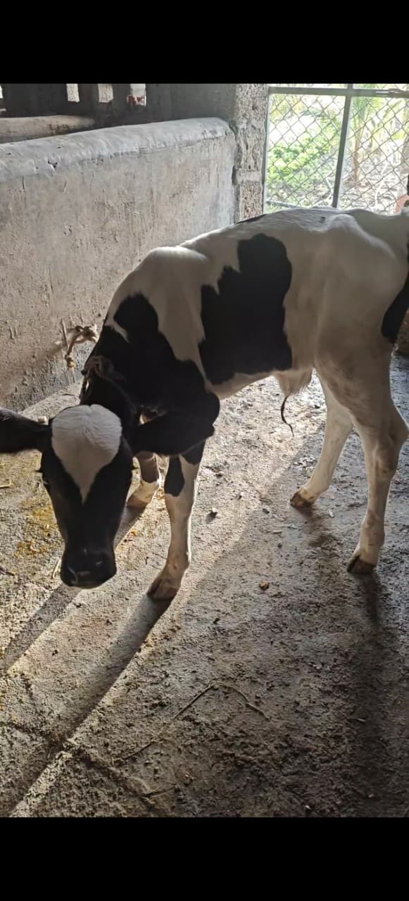 થંબનેલ 2