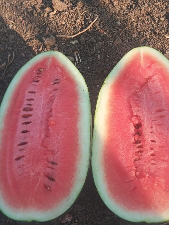 તરબૂચ દેવાના છે