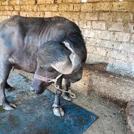 थंबनेल 2