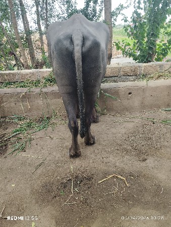 ખોડલી વેચવાની છે