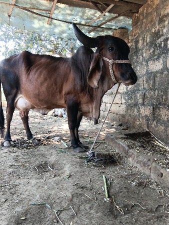 ગાય વેચવાની છે