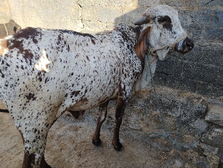 વસેરી લેવાની છે વાસડી ના હાટામા