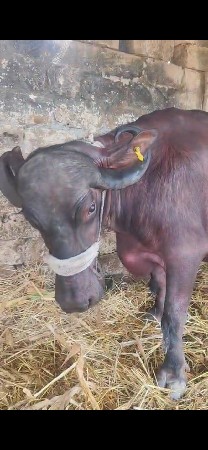 थंबनेल 2