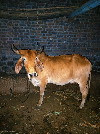 દેશી‌ ગાય