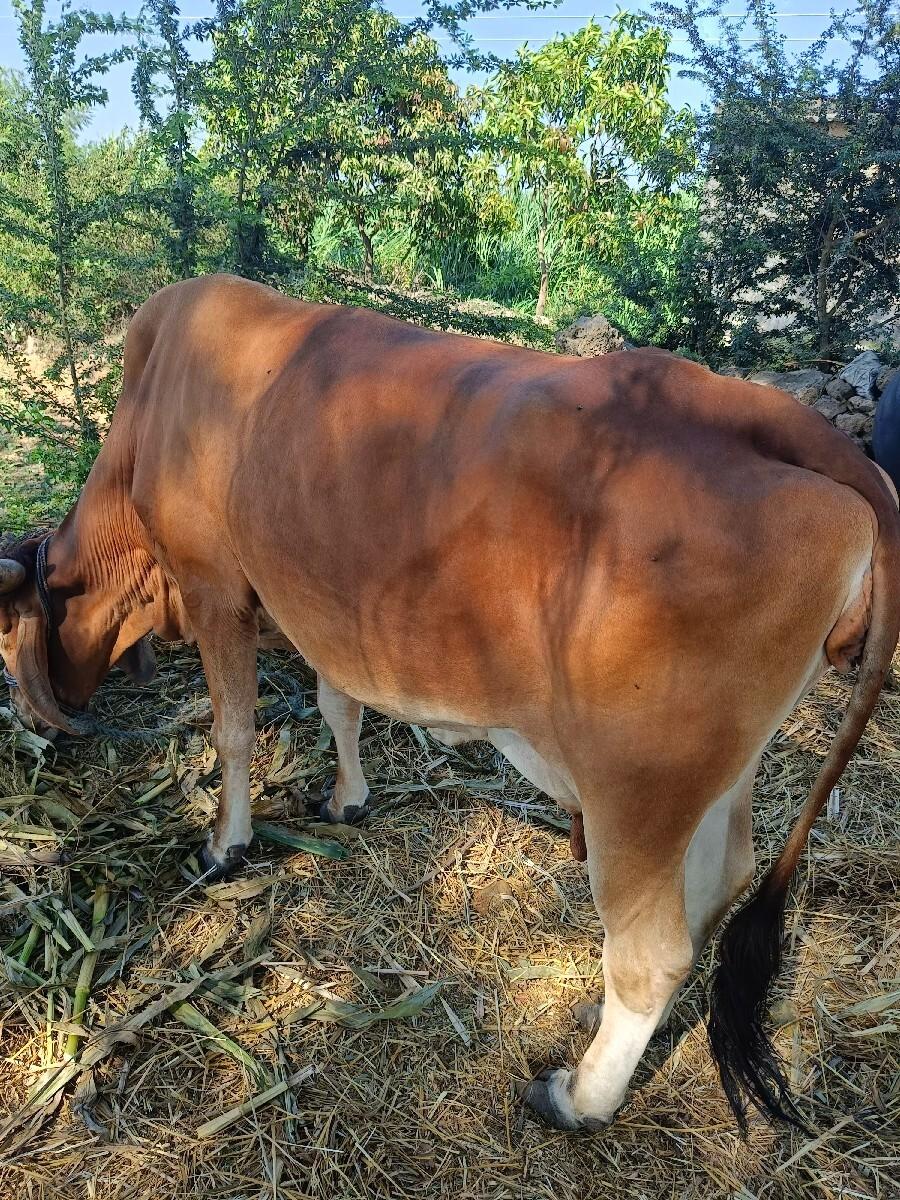 ગાય વેચવાની સે
h f કોર્ષ