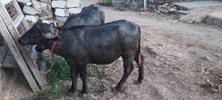 थंबनेल 3