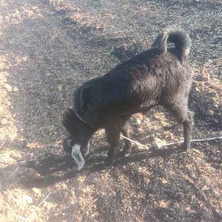 બકરો વેચવાનો છે