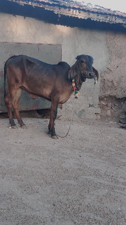 black kapila
