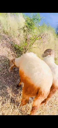 થંબનેલ 3