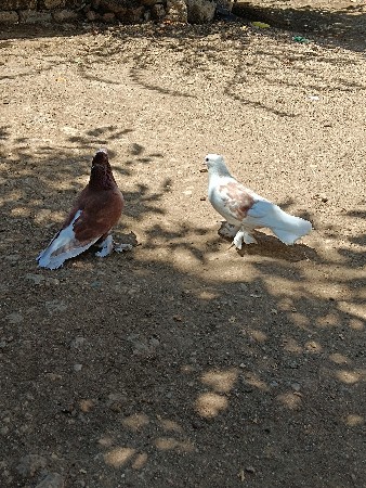 કબુતર વહેંચવાના છે
