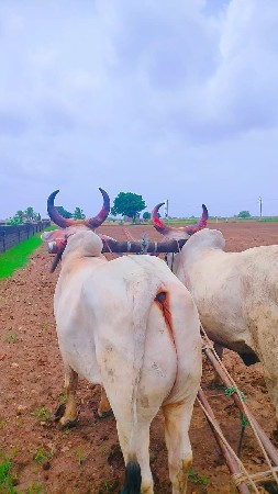 ગોઢલા વેચવાના છે બીજી ઘર જુતછે