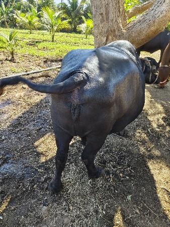 थंबनेल 3