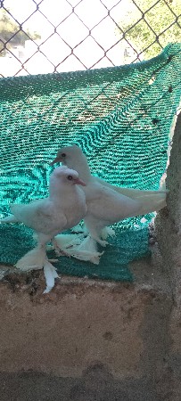 थंबनेल 2