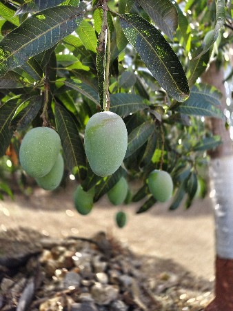 બગીસા નો ઈજારો આપવાનો છે