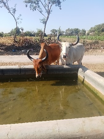 ત્રીજી વાવણી નો બળદ