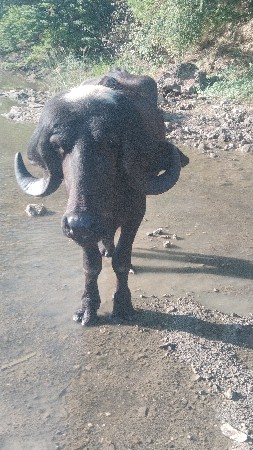 પાડો અને ખડેલી વેચવાની છે