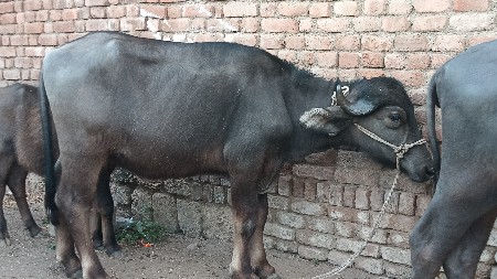 थंबनेल 2