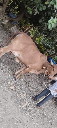 હોડકી વેચવાની છે