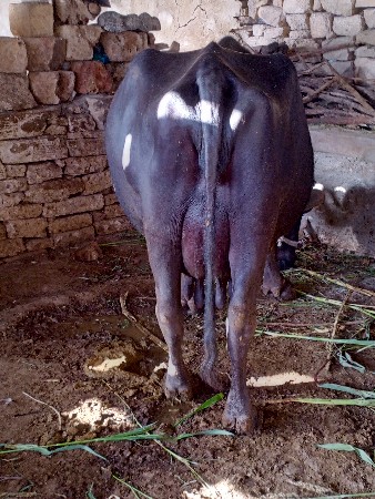 ભેંસ વેચવાની છે