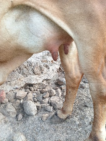 વેચવાની છે