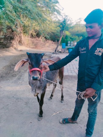 માણાવદર