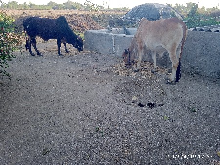 ગોઢલા વેચવા છે