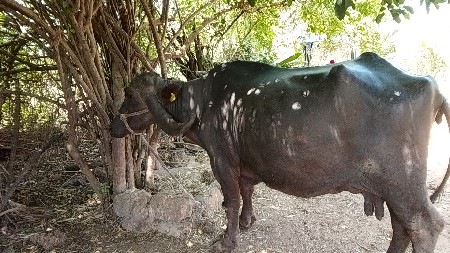 थंबनेल 2