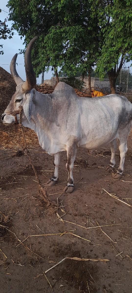 બળદ વેચવાનો છે