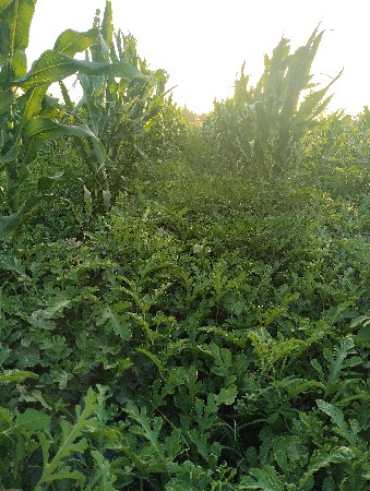 લીલી મકાઈ સારો 2tn સે