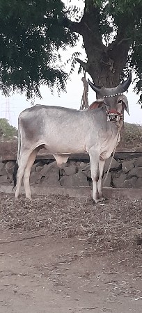 બળદ વેચવાનો છે