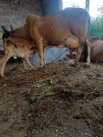 ગાય દેવાનિછે