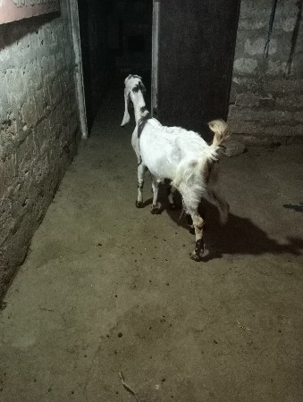 थंबनेल 3