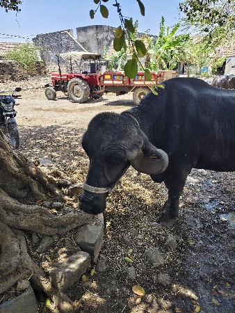 પેલું વેતર ટોપલી ખડેલી