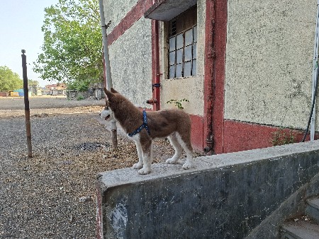 વેચાવાનુ છે