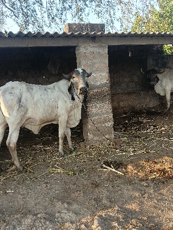 ગીર હોડકી વેચવાની છે