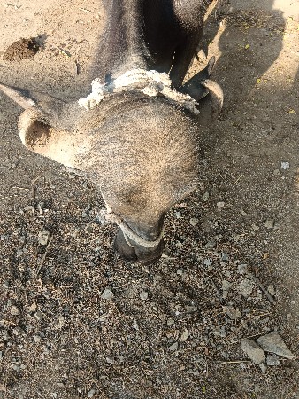 ખડેલી વેચવાની છે