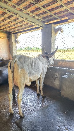 કાકરેજ ગાય વેસવાની છે