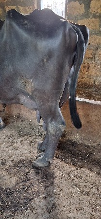 ભેસ વેચવાની છે