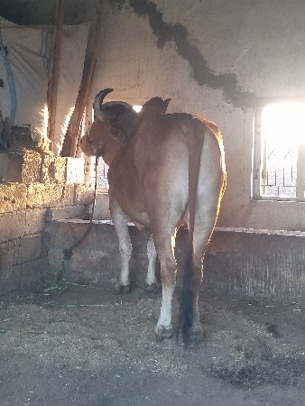 બળદ વેચવાનો છે જમણી બાજુ હાલે