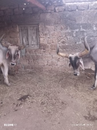 બળદ વેચવા ના છે